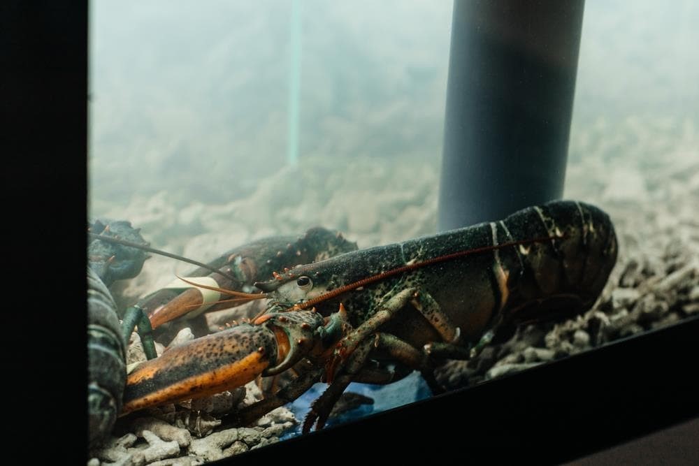 Cómo conseguir una óptima conservación de la materia prima en los acuarios de marisco