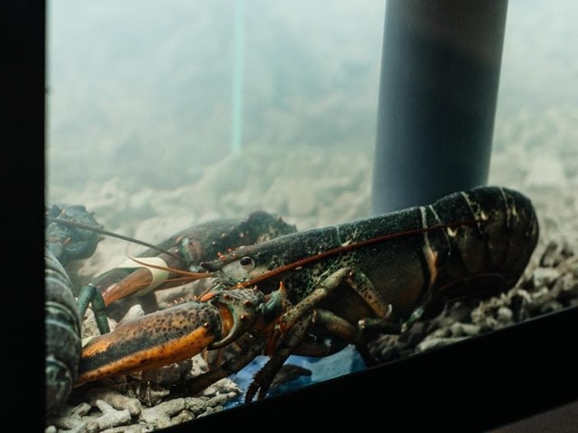 Cómo conseguir una óptima conservación de la materia prima en los acuarios de marisco