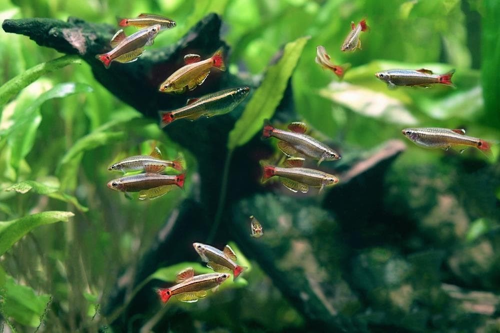 Descubre las especies de peces y plantas perfectas para acuarios de agua fría