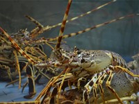 Errores a evitar al limpiar un acuario de marisco